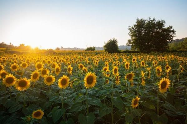 Récord histórico: La molienda de girasol en marzo fue la más alta en 17 años