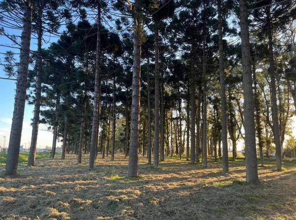 Protección del patrimonio natural: Tareas de mantenimiento en el Monte de Araucarias