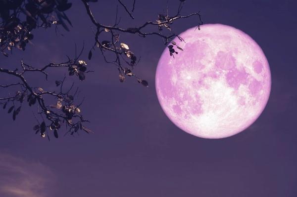 Fenómeno astronómico: a qué hora y cómo ver la "Luna de fresa" este lunes en la Argentina