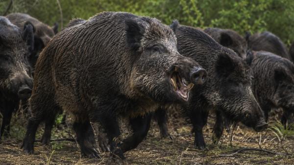 Invasión biológica en el campo: el avance del jabalí genera pérdidas por US$ 1.600 millones anuales