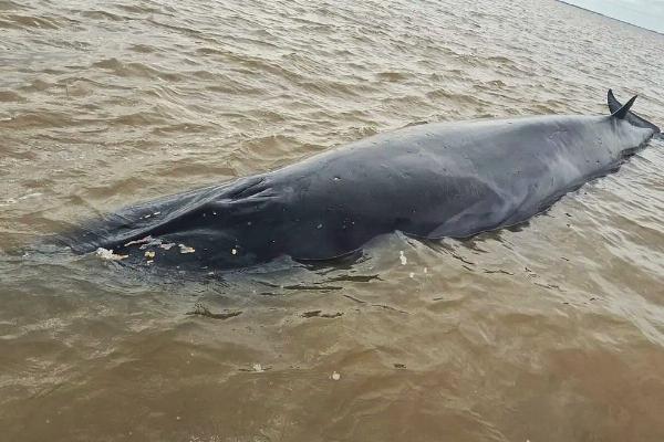 Operativo en San Isidro para rescatar a una ballena encallada en el Río de la Plata