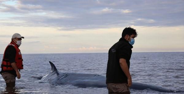 Triste final en San Isidro: murió la ballena que había encallado en el Río de la Plata