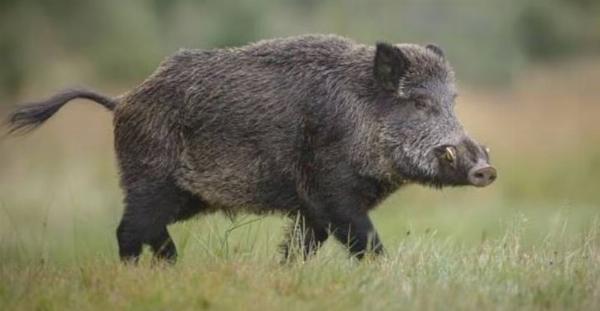 La expansión del jabalí europeo genera alertas productivas, ambientales y sanitarias en la provincia de Buenos Aires