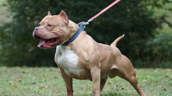Conmoción en Malvinas Argentinas: un pitbull atacó y mató a una beba de cinco meses