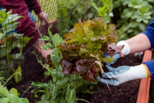 Abrieron las inscripciones para la Huerta Urbana Bonaerense