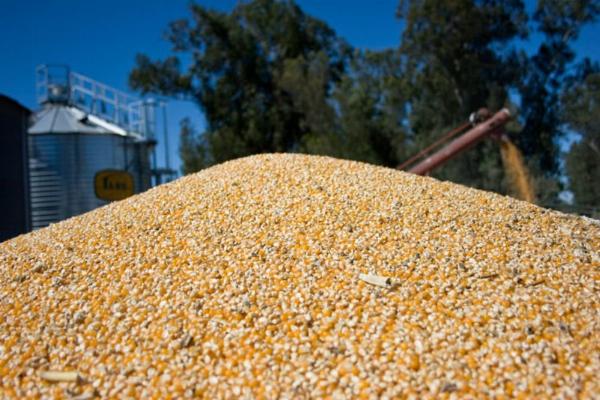 La agroexportación cerró septiembre con un incremento del 17% en la liquidación de divisas impulsada por los embarques de maíz