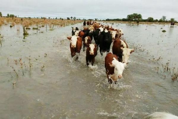 Productores del norte bonaerense iniciaron la evacuación de 5.000 cabezas de ganado por una severa crecida del río Paraná